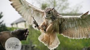 Walworth Castle Birds of Prey
